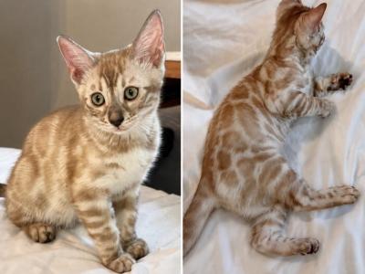 Charcoal Sepia - Bengal - Gallery Photo #1