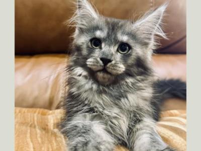 Ophelia - Maine Coon - Gallery Photo #1