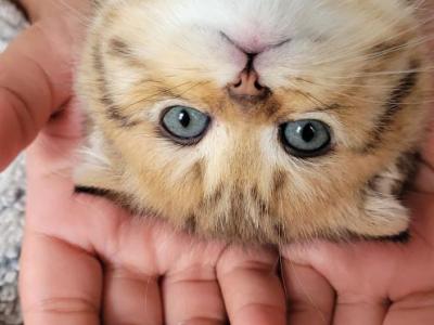 Tazz - Scottish Fold - Gallery Photo #1