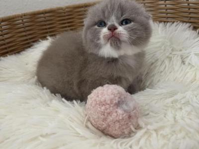 Bicolor Scottish Fold Kitten - Scottish Fold - Gallery Photo #1