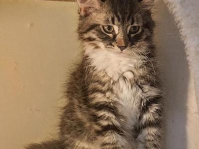 Winston - Siberian - Gallery Photo #1