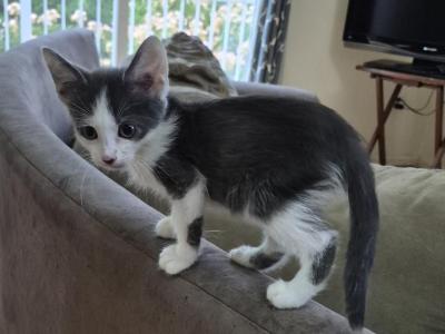 Jax - Sphynx - Gallery Photo #1