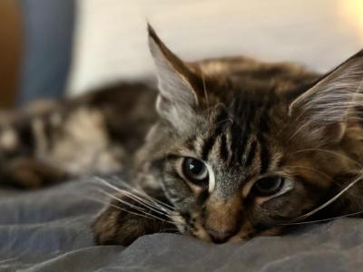 Koa - Maine Coon - Gallery Photo #1