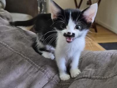 Jaime - Sphynx - Gallery Photo #1