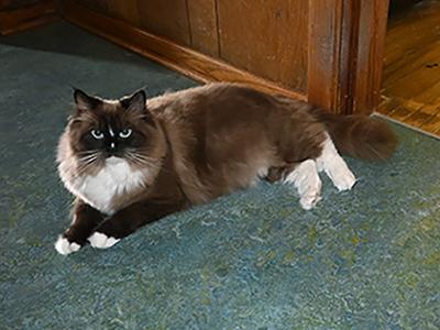 Pepsi - Ragdoll - Gallery Photo #1