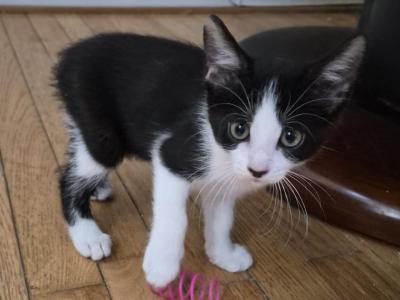 Junie - Sphynx - Gallery Photo #1
