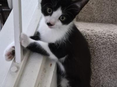 Joanie - Sphynx - Gallery Photo #1