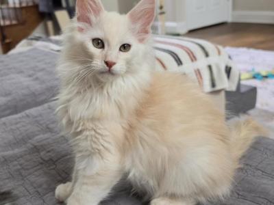 Litter T Male - Maine Coon - Gallery Photo #1
