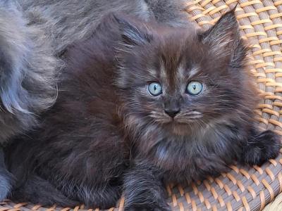 Green Jack Apex - Maine Coon - Gallery Photo #1