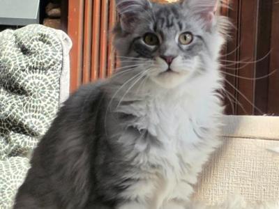 Litter S Female - Maine Coon - Gallery Photo #1