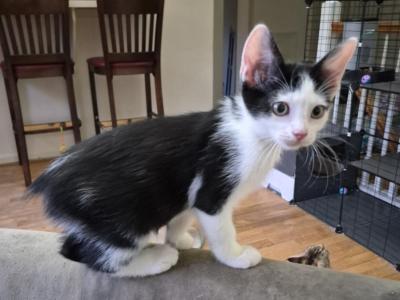 Josie - Sphynx - Gallery Photo #1