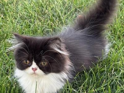 Mavis - Persian - Gallery Photo #1