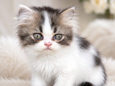 Calley - Persian - Gallery Photo #1
