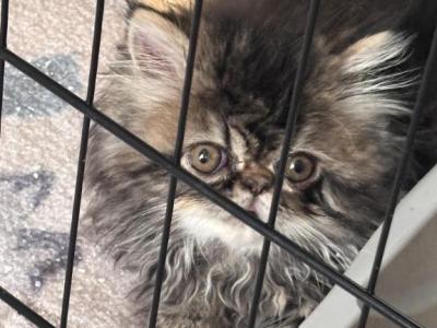 Cutest Little Tabbies Females 2 Available - Persian - Gallery Photo #1