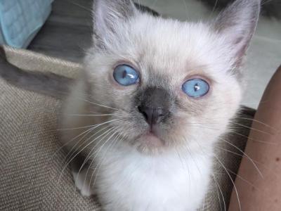 Trooper - Ragdoll - Gallery Photo #1