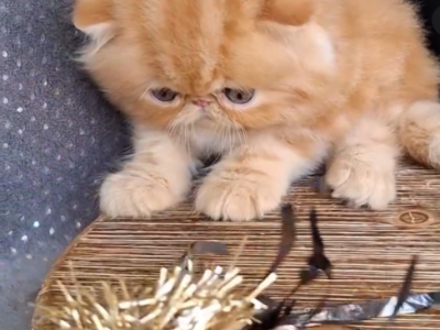 Jane - Persian - Gallery Photo #1
