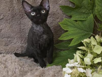 Black Female - Devon Rex - Gallery Photo #1