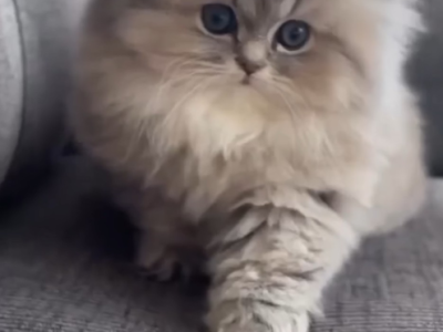 Simon - Persian - Gallery Photo #1
