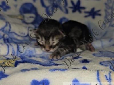 Cloud Little - Maine Coon - Gallery Photo #1