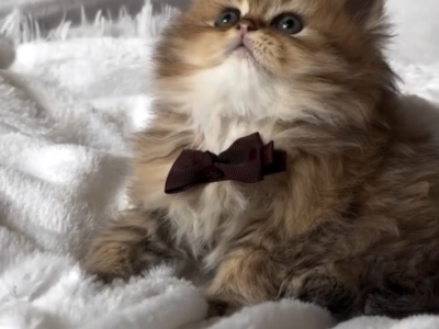 Nancy - Persian - Gallery Photo #1