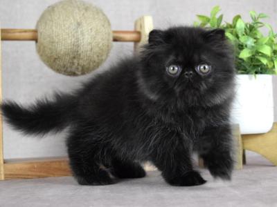 Ripley - Persian - Gallery Photo #1