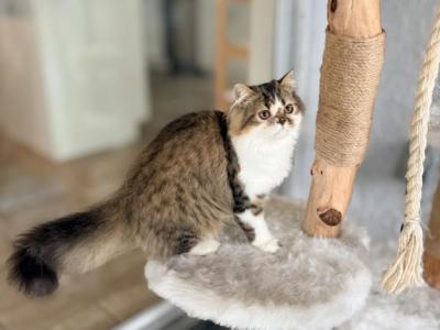 Falcone - Persian - Gallery Photo #1