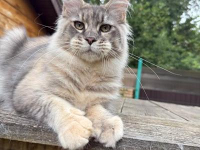 Female Maine Coon Kitten Blue Silver Tortie - Maine Coon - Gallery Photo #1