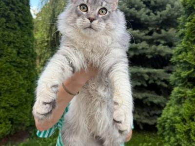 Beautiful Silver Maine Coon Male - Maine Coon - Gallery Photo #1