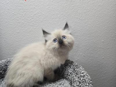 Red Collard - Ragdoll - Gallery Photo #1