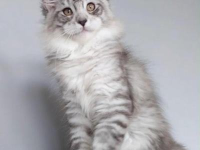 Boy V36 - Maine Coon - Gallery Photo #1