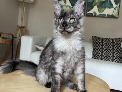 Boy V54 - Maine Coon - Gallery Photo #1