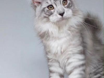 Boy V36 - Maine Coon - Gallery Photo #1