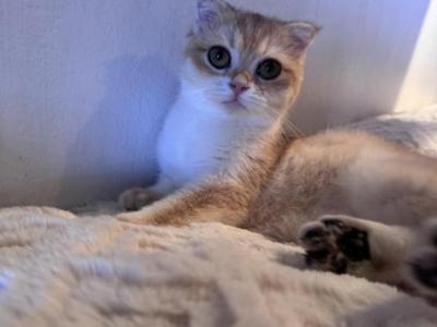 Chichi - Scottish Fold - Gallery Photo #1