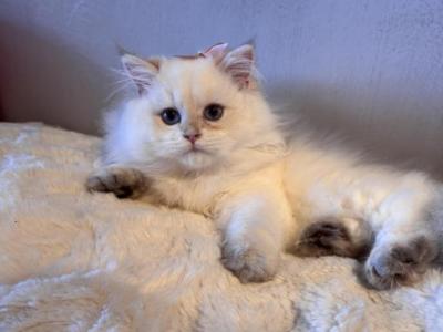 Muzia - British Shorthair - Gallery Photo #1