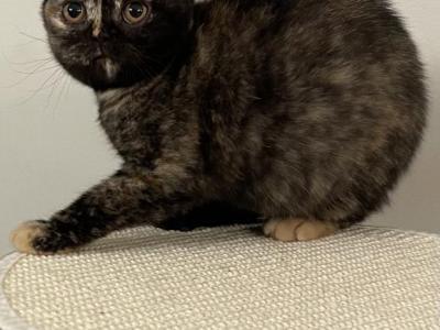 Black Tortie - British Shorthair - Gallery Photo #1