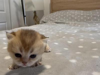 Goldie - Domestic - Gallery Photo #1