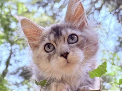 Amara - Maine Coon - Gallery Photo #1