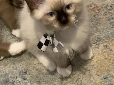 Seal Point Mitted 1 - Ragdoll - Gallery Photo #1