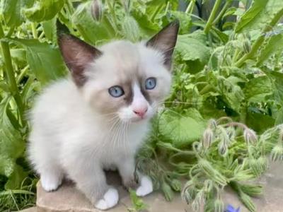 Lynx - Ragdoll - Gallery Photo #1