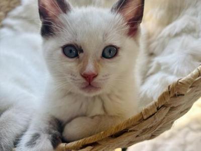 Missy - Domestic - Gallery Photo #1