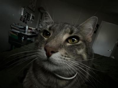 Blueberry - Domestic - Gallery Photo #1