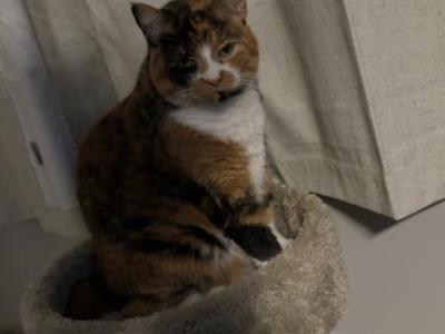 Yoko - Domestic - Gallery Photo #1