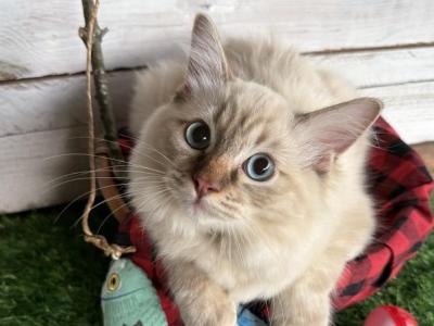 Clover - Ragdoll - Gallery Photo #1