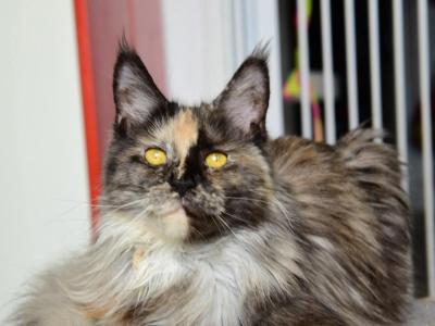 Milashka - Maine Coon - Gallery Photo #1