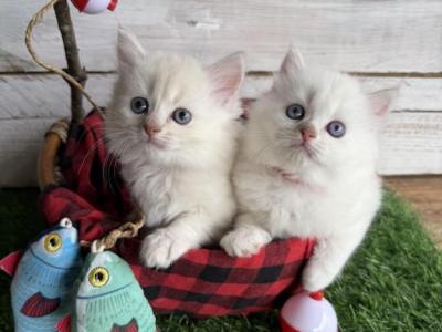 Miso Fall Litter - Persian - Gallery Photo #1