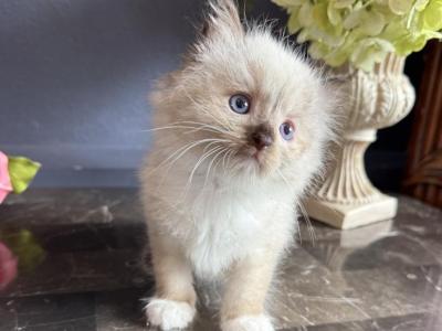 Mink - Ragdoll - Gallery Photo #1