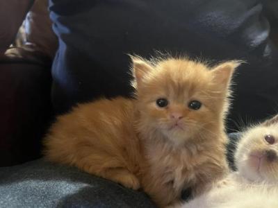 Marmaduke - Persian - Gallery Photo #1