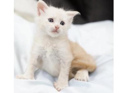 Leo - Maine Coon - Gallery Photo #1