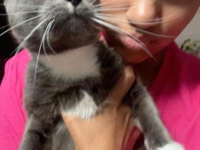 Blu - Russian Blue - Gallery Photo #1