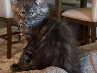 Blue Smoke With White Maine Coon Kittens - Maine Coon - Gallery Photo #1